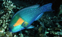 Chlorurus bowersi, Bower's parrotfish: