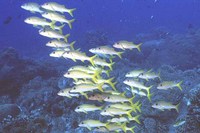 Mulloidichthys vanicolensis, Yellowfin goatfish: fisheries, gamefish