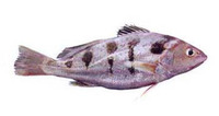 Nibea maculata, Blotched croaker: fisheries