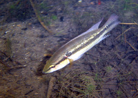 Crenicichla lepidota, Pike cichlid: aquarium