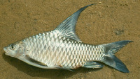 Sanagia velifera, :