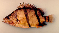 Datnioides undecimradiatus, Mekong tiger perch:
