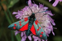 Zygaena filipendulae - Six-spot Blue