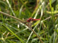 Crocothemis erythraea