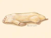 Image of: Notoryctes typhlops (marsupial mole)