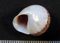 Helicina adspersa