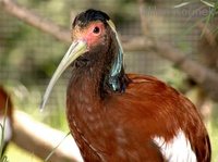 Lophotibis cristata - White-winged Ibis