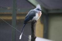 Coua cristata - Crested Coua