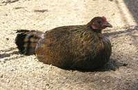 Gallus gallus - Red Junglefowl