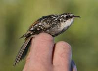 Certhia americana - Brown Creeper