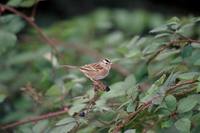 Zonotrichia leucophrys - White-crowned Sparrow