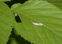 Image of: Derbidae (derbid planthoppers)