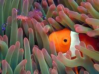 Image of: Heteractis magnifica, Periclimenes, Amphiprion ocellaris (clown anemonefish)