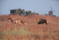 Cervus elaphus nannodes - Tule Elk