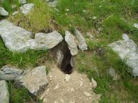 Marmota marmota - Alpine Marmot