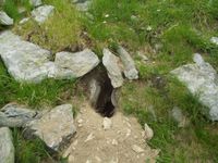 Marmota marmota - Alpine Marmot