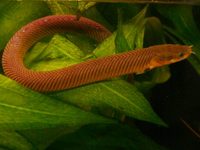 Erpetoichthys calabaricus - Reed