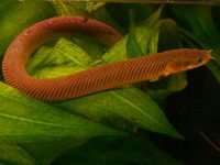 Erpetoichthys calabaricus - Reed