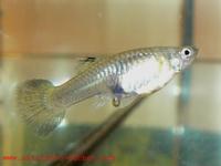 Poecilia reticulata - Barbados Millions