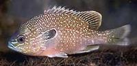 Image of: Lepomis megalotis (longear sunfish)