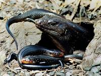 Egernia major - Land mullet