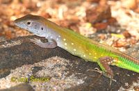 Cnemidophorus lemniscatus - Rainbow Whiptail