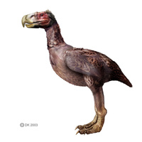 Gastornis