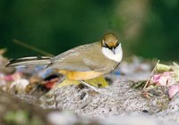 White-throated Laughingthrush - Garrulax albogularis