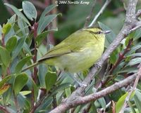 Mountain Leaf Warbler - Phylloscopus trivirgatus