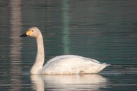 Tundra Swan - Cygnus columbianus