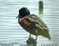 Chestnut Teal - Anas castanea