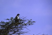 Augur Buzzard - Buteo augur