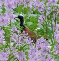 Madagascar Jacana - Actophilornis albinucha