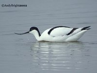 Pied Avocet - Recurvirostra avosetta