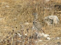 Double-banded Courser - Smutsornis africanus