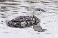 Red-throated Loon (Gavia stellata) photo