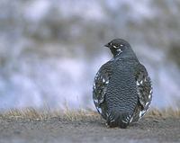 Spruce Grouse (Falcipennis canadensis) photo