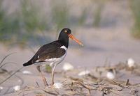 American Oystercatcher (Haematopus palliatus) photo