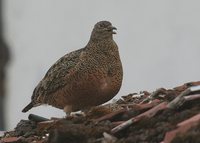 Rufous-bellied Seedsnipe - Attagis gayi