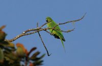 Mauritius Parakeet - Psittacula echo