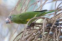 Canary-winged Parakeet - Brotogeris versicolurus