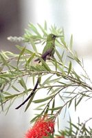 Black-tailed Trainbearer - Lesbia victoriae