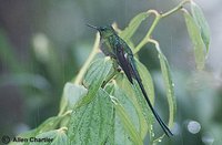 Long-tailed Sylph - Aglaiocercus kingi