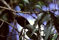 Gray-throated Barbet - Gymnobucco bonapartei