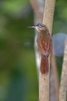 Black-banded Woodcreeper - Dendrocolaptes picumnus