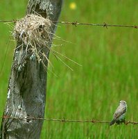 White-headed Marsh-Tyrant - Arundinicola leucocephala