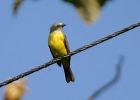 Gray-capped Flycatcher - Myiozetetes granadensis