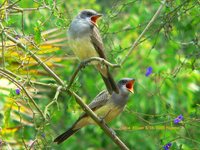 Cassin's Kingbird - Tyrannus vociferans