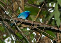 Celestial Monarch - Hypothymis coelestis