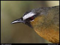 Rufous-breasted Laughingthrush - Garrulax cachinnans